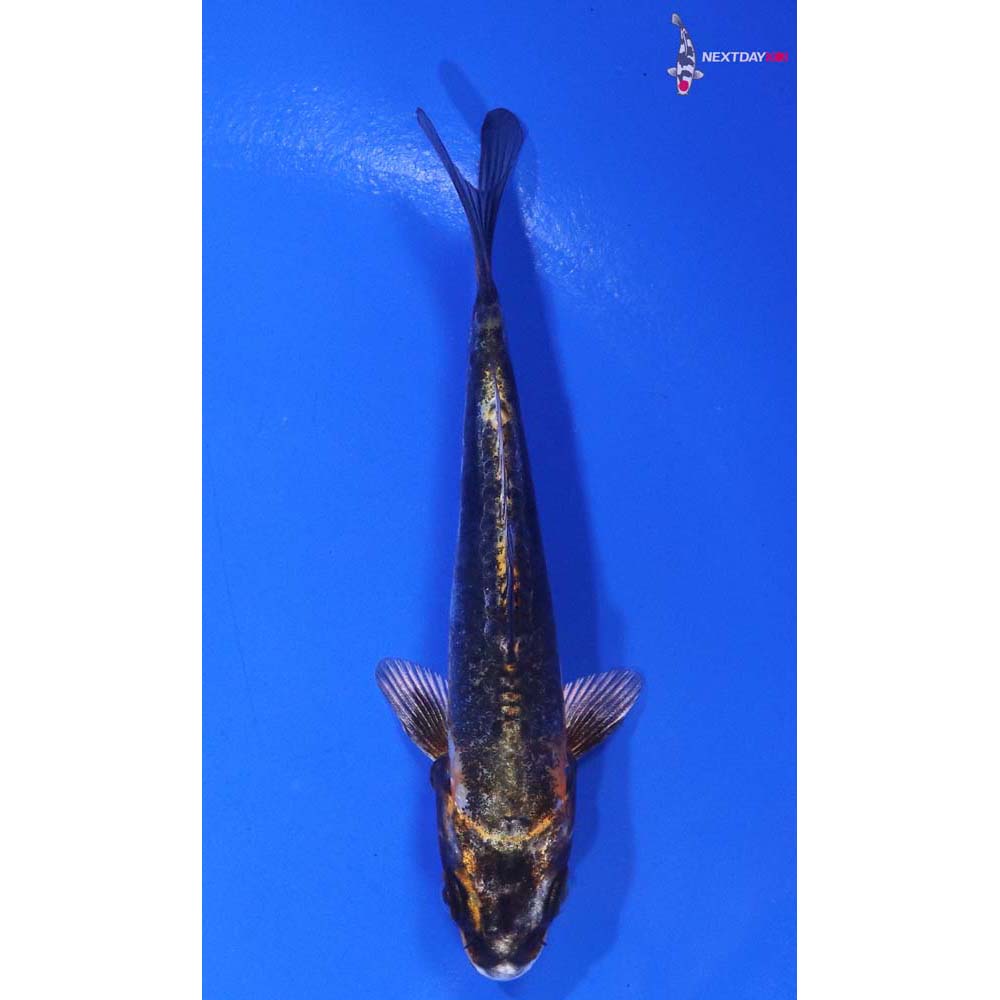 4” Imported Kin Kikokuryu