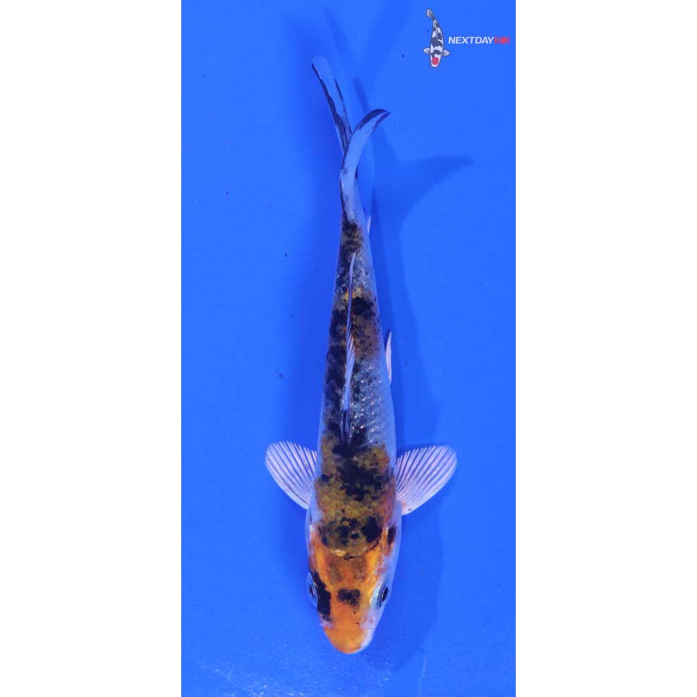 3.5” Imported Gin Rin Yamato Nishiki
