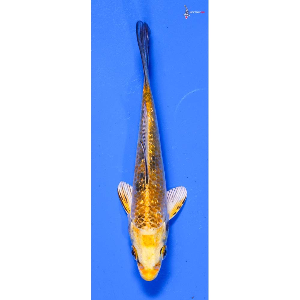 4” Imported Gin Rin Yamato Nishiki