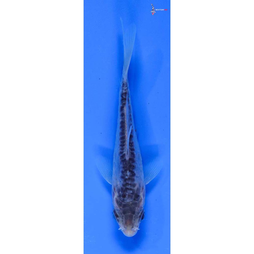 4” Imported Blue Shusui