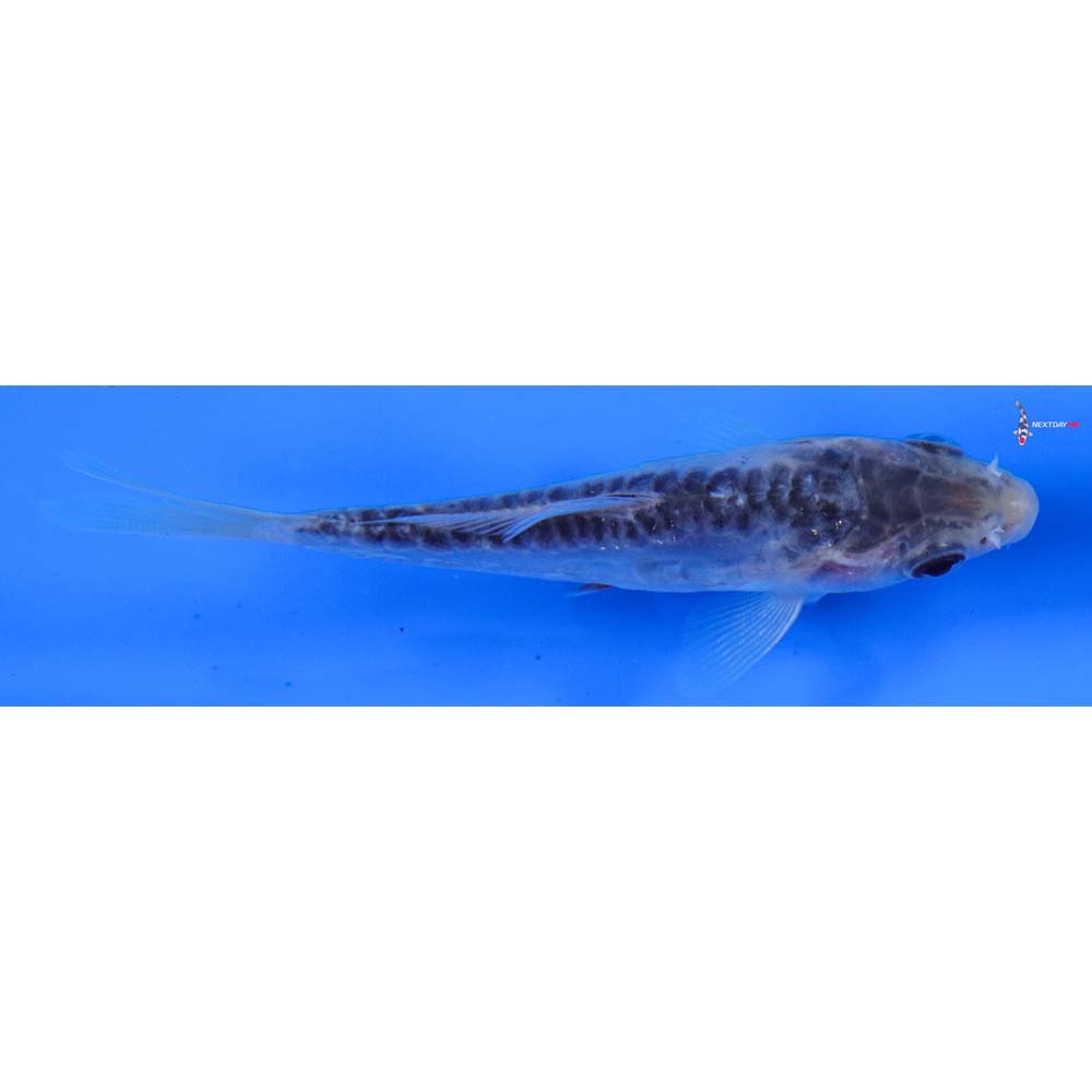 4” Imported Blue Shusui