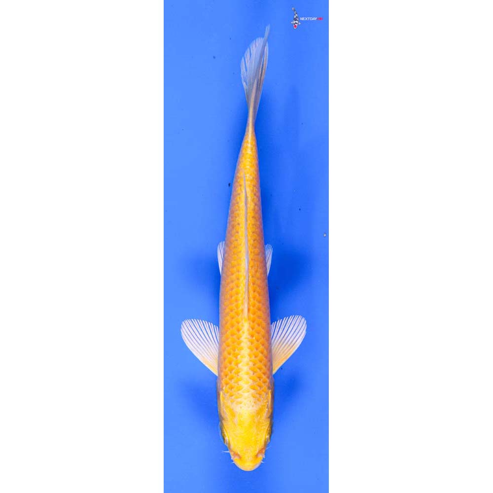 5” Imported Yamabuki Ogon