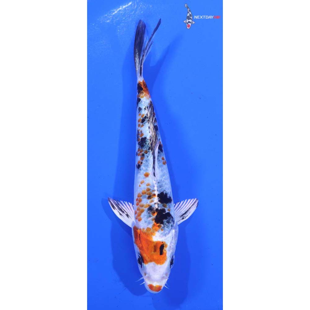 5” Imported Yamato Nishiki