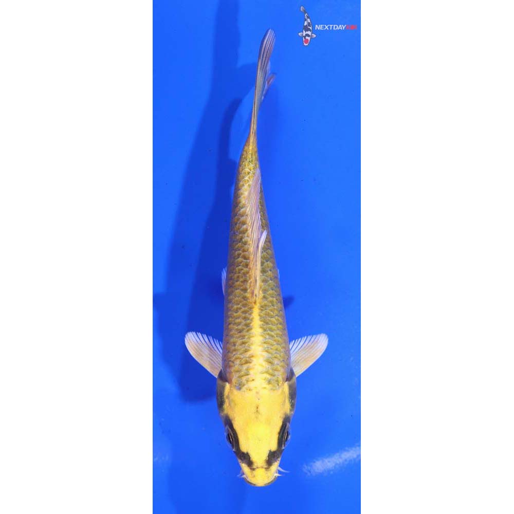5” Imported Ki Matsuba