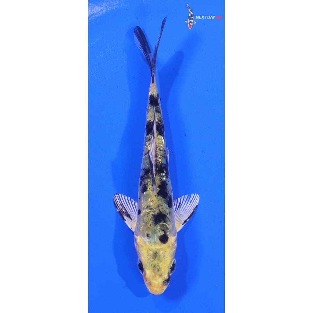 4.5” Imported Doitsu Gin Rin Kin Ki Bekko