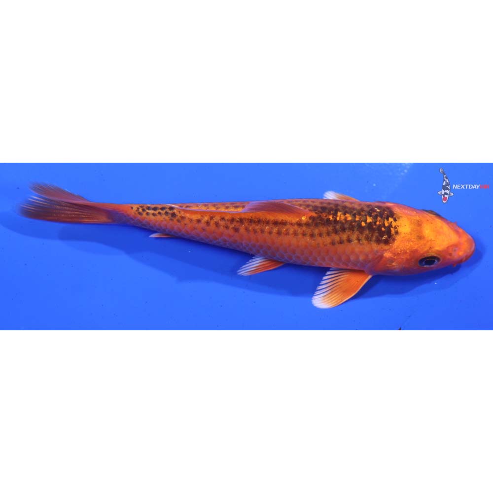 5” Imported Orenji Matsuba