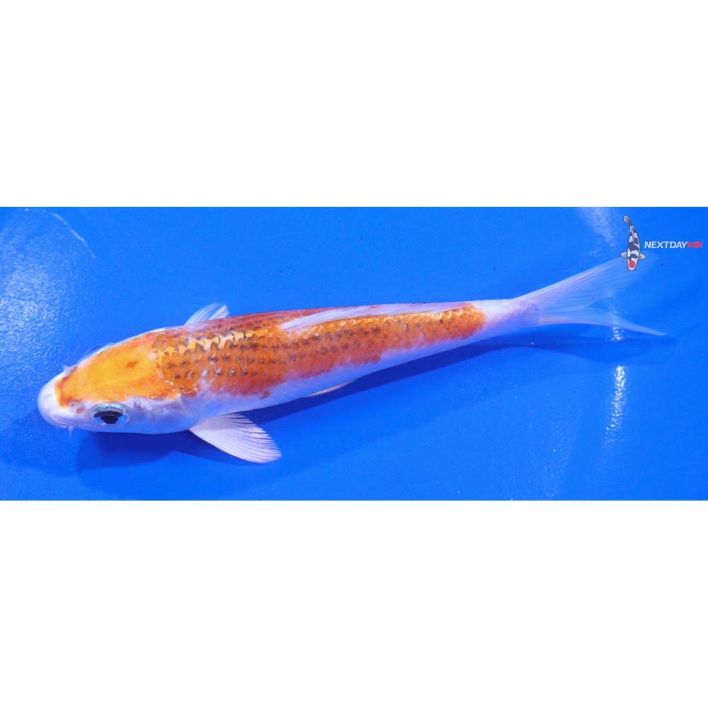 5.5” Imported Kujaku