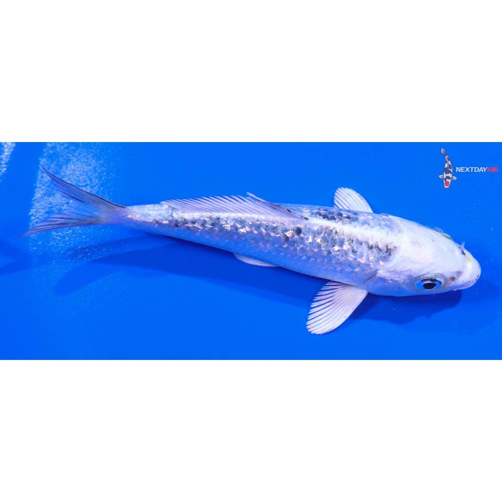 4.5” Imported Gin Rin Gin Shiro Bekko