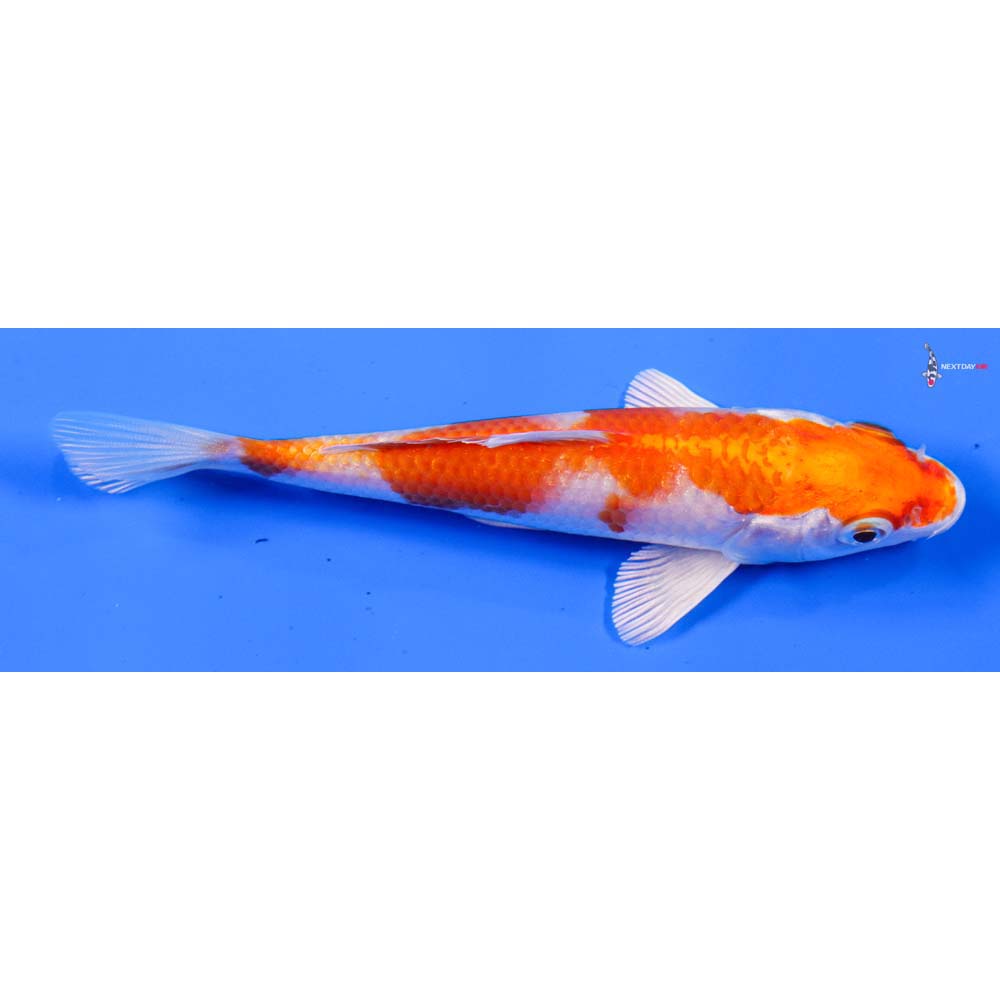 5” Imported Hariwake