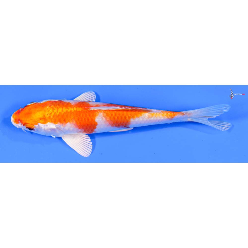 5” Imported Hariwake