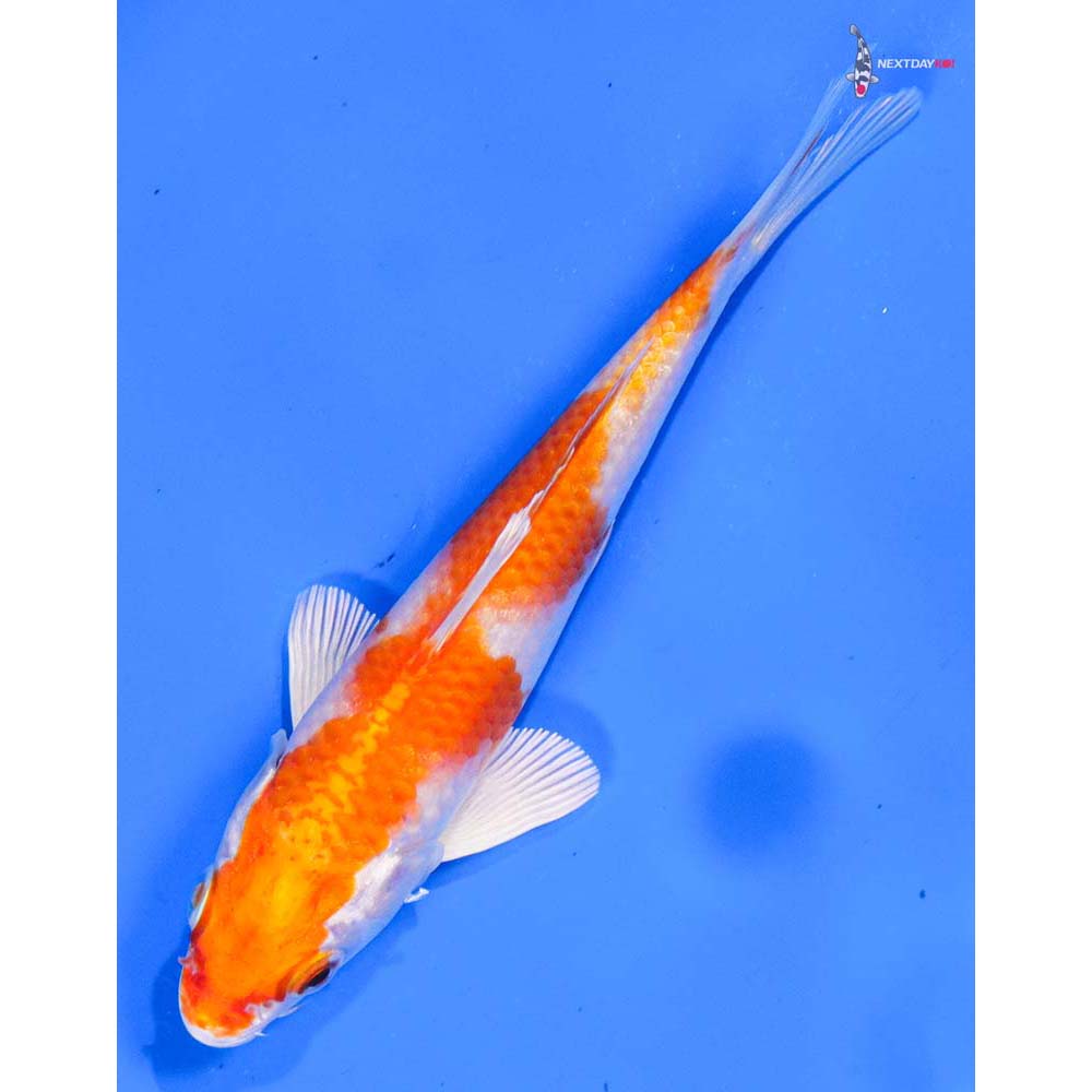 5” Imported Hariwake