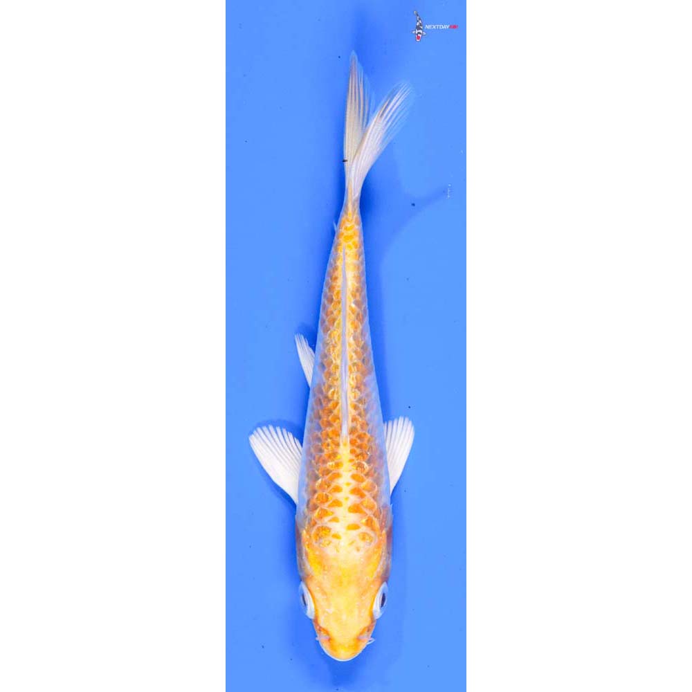 4.5” Imported Gin Rin Lemon Hariwake