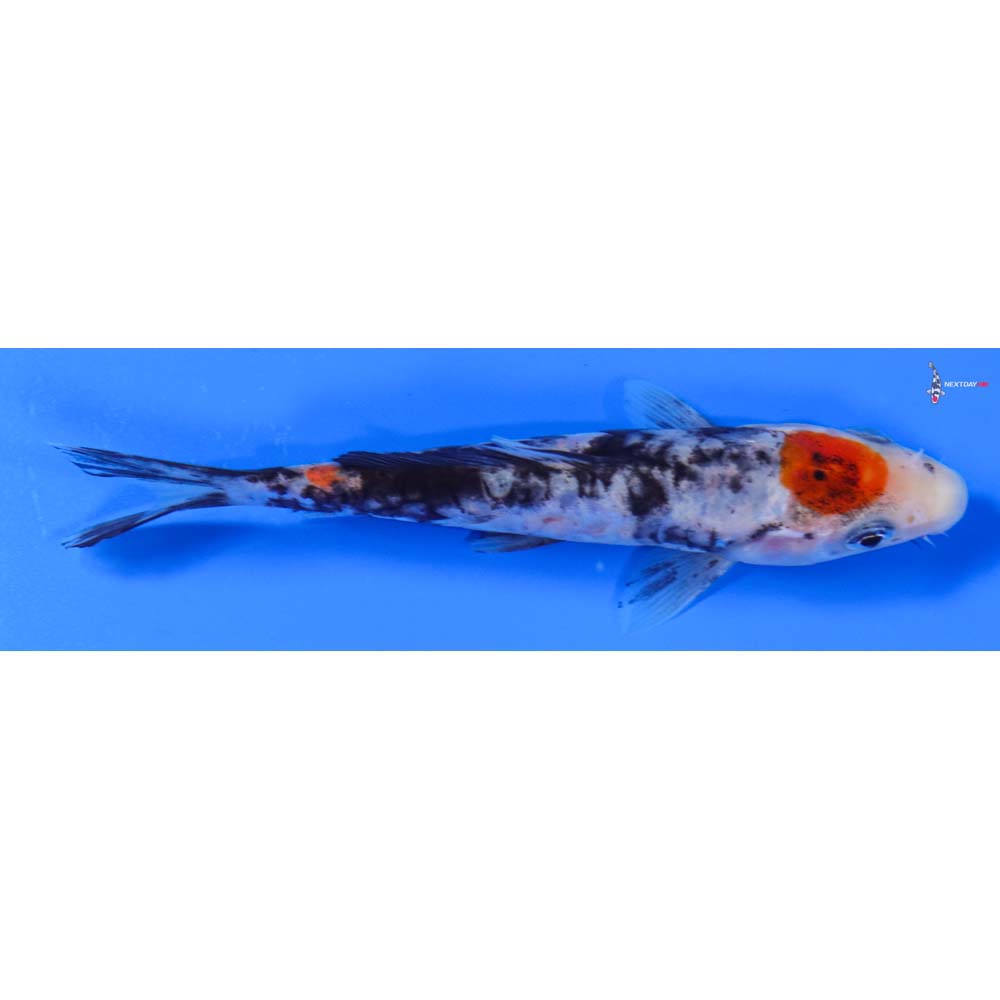 5” Imported Doitsu Maruten Sanke