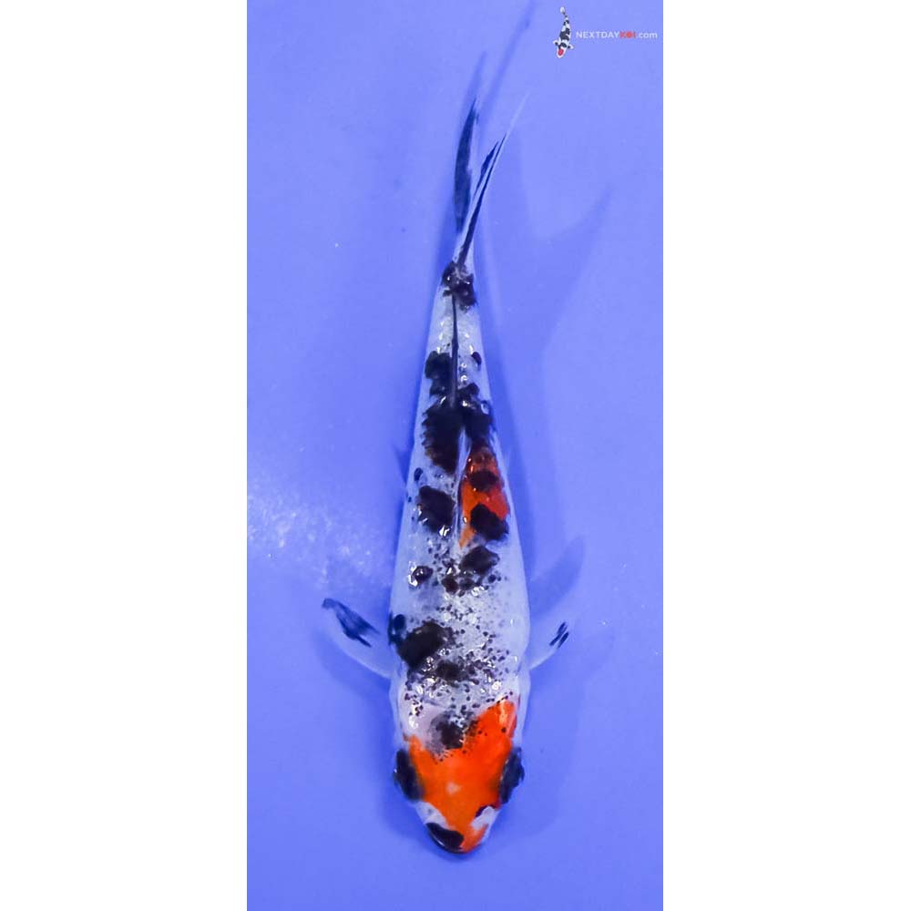3” Imported Gin Rin Sanke