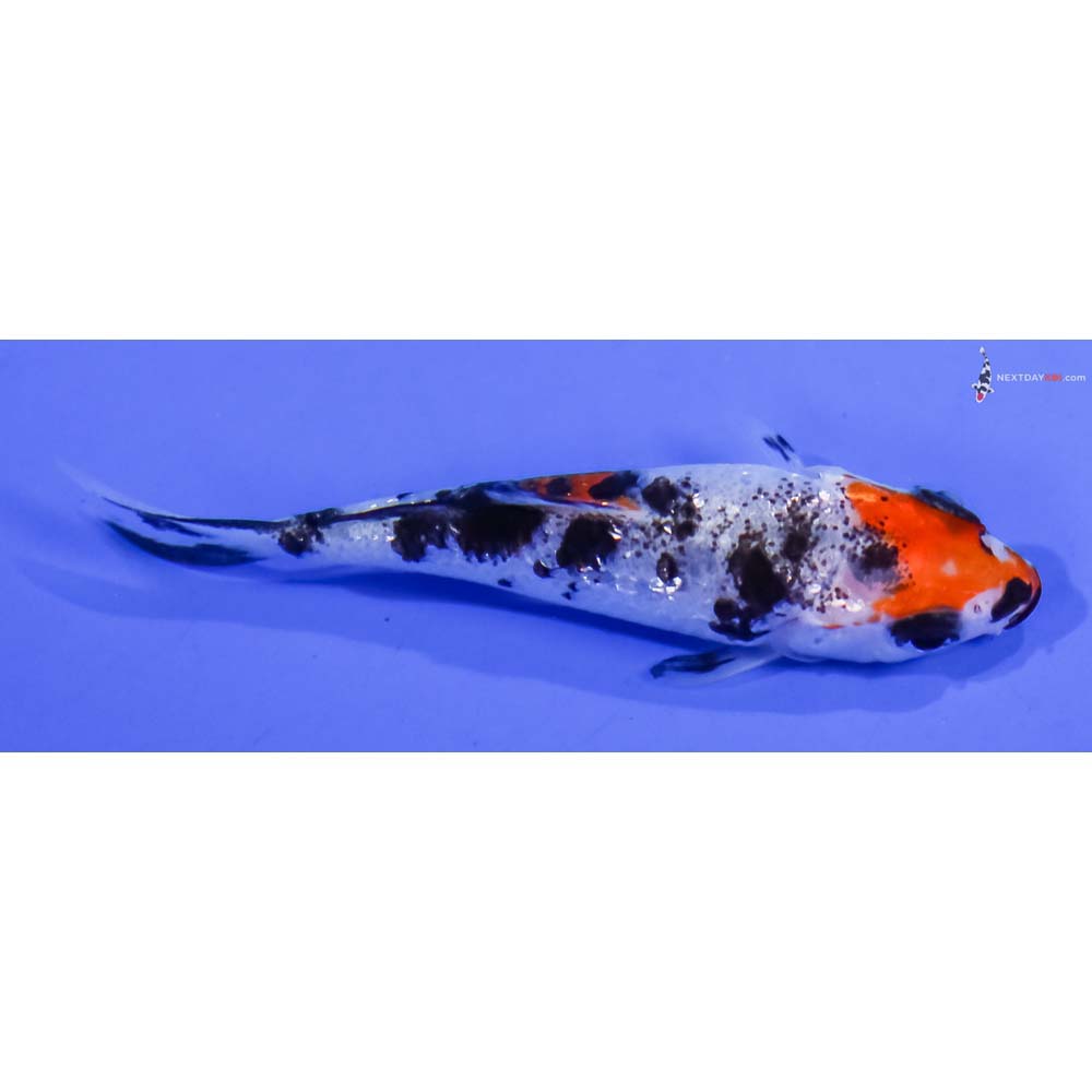 3” Imported Gin Rin Sanke