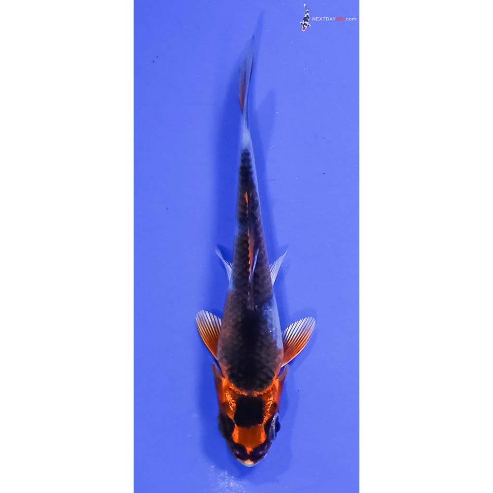3.5” Imported Kujaku