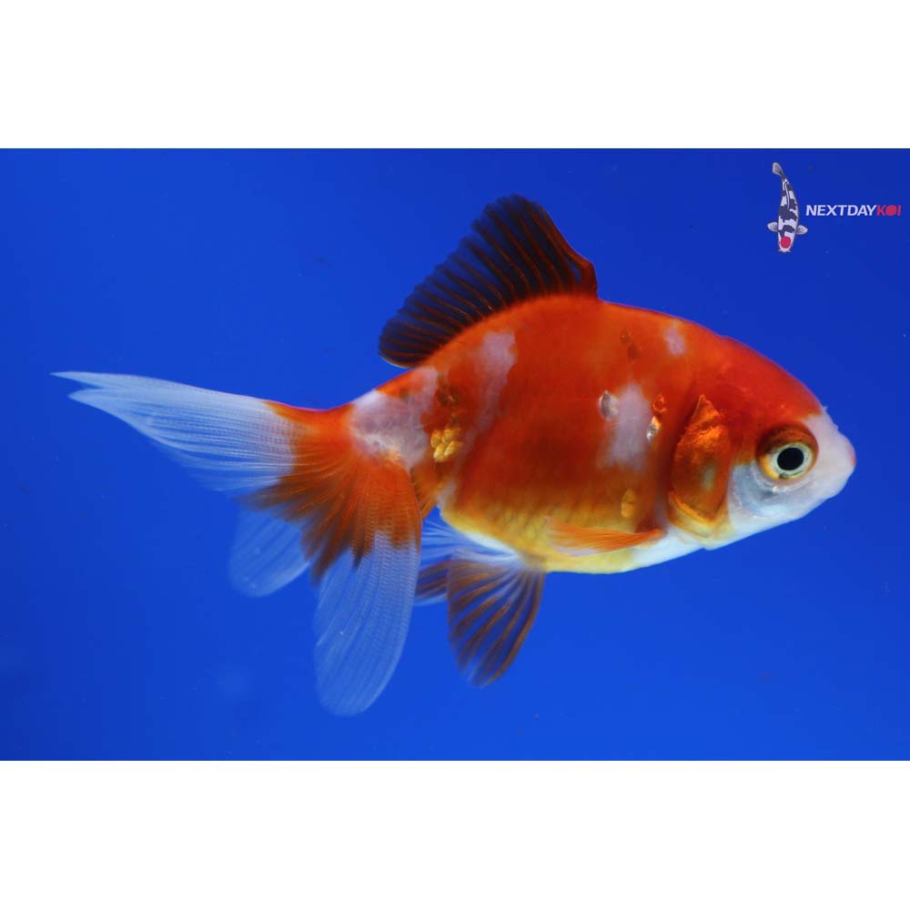 3” Imported Red and White Ryukin