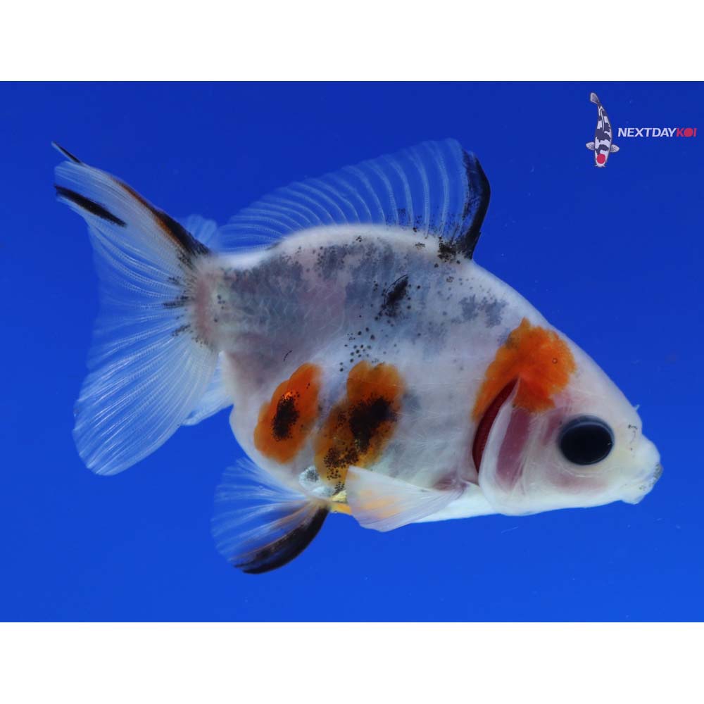 3” Imported Calico Ryukin