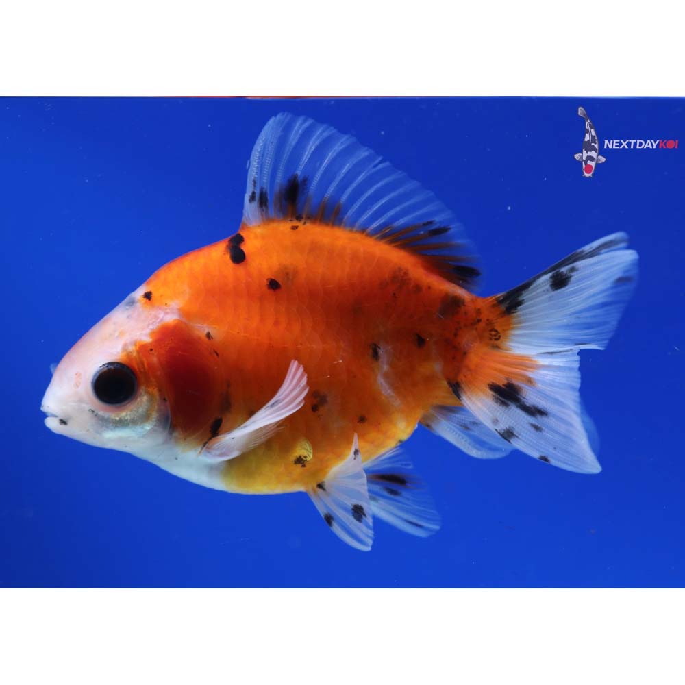 3.5” Imported Calico Ryukin