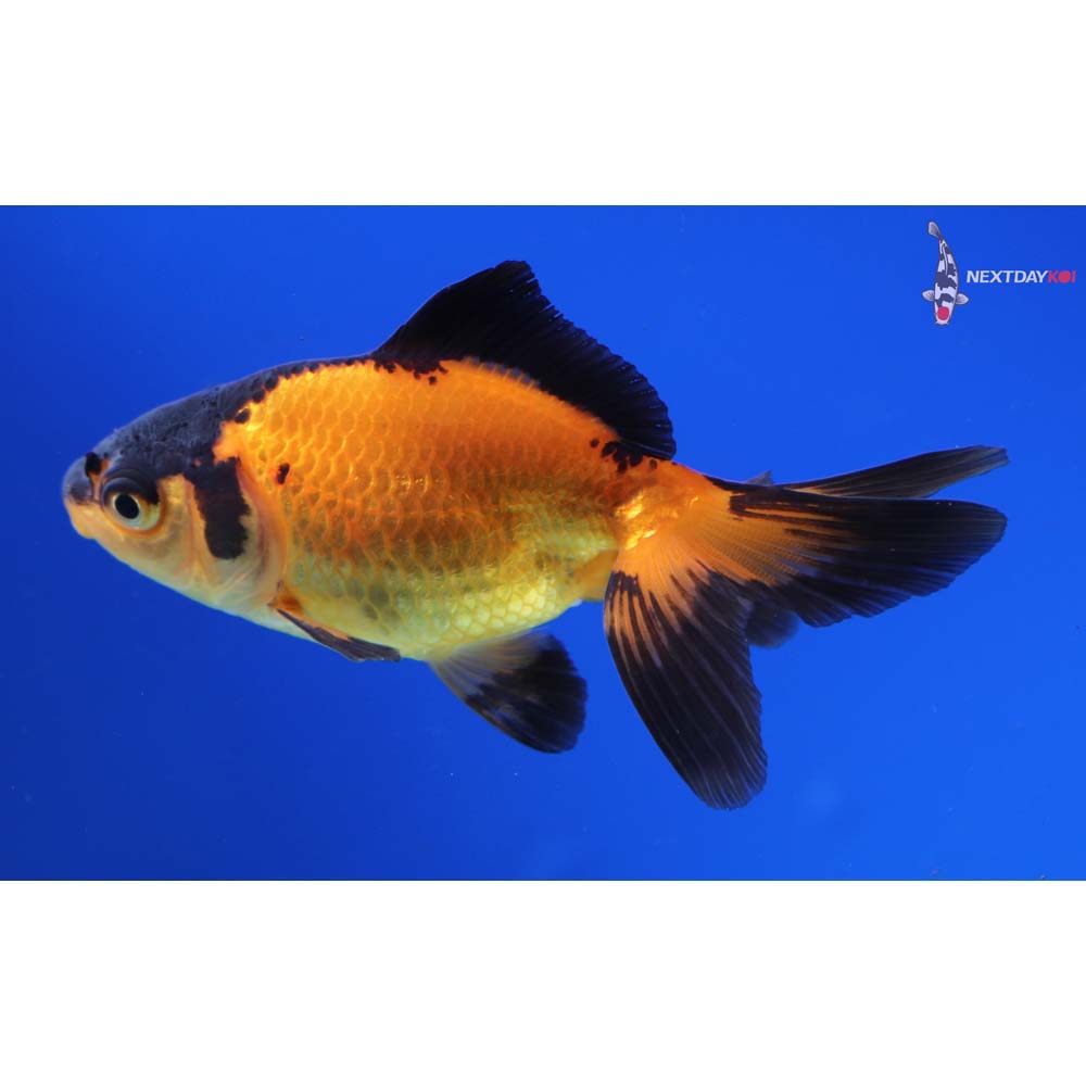 3” Imported Black and Red Ryukin