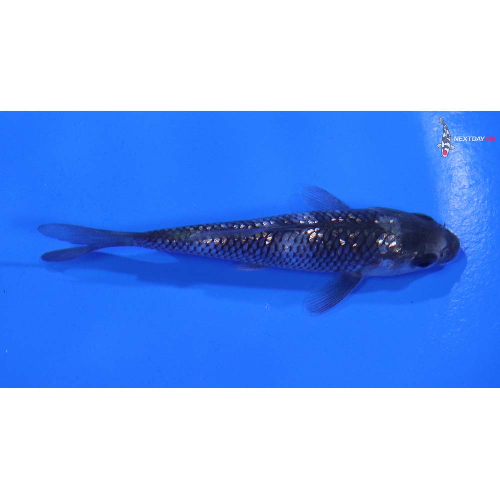 3” Imported Gin Rin Shiro Utsuri