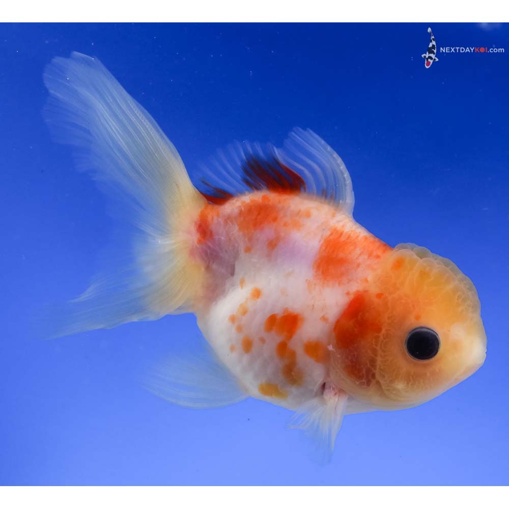4.5” Imported Red and White Oranda