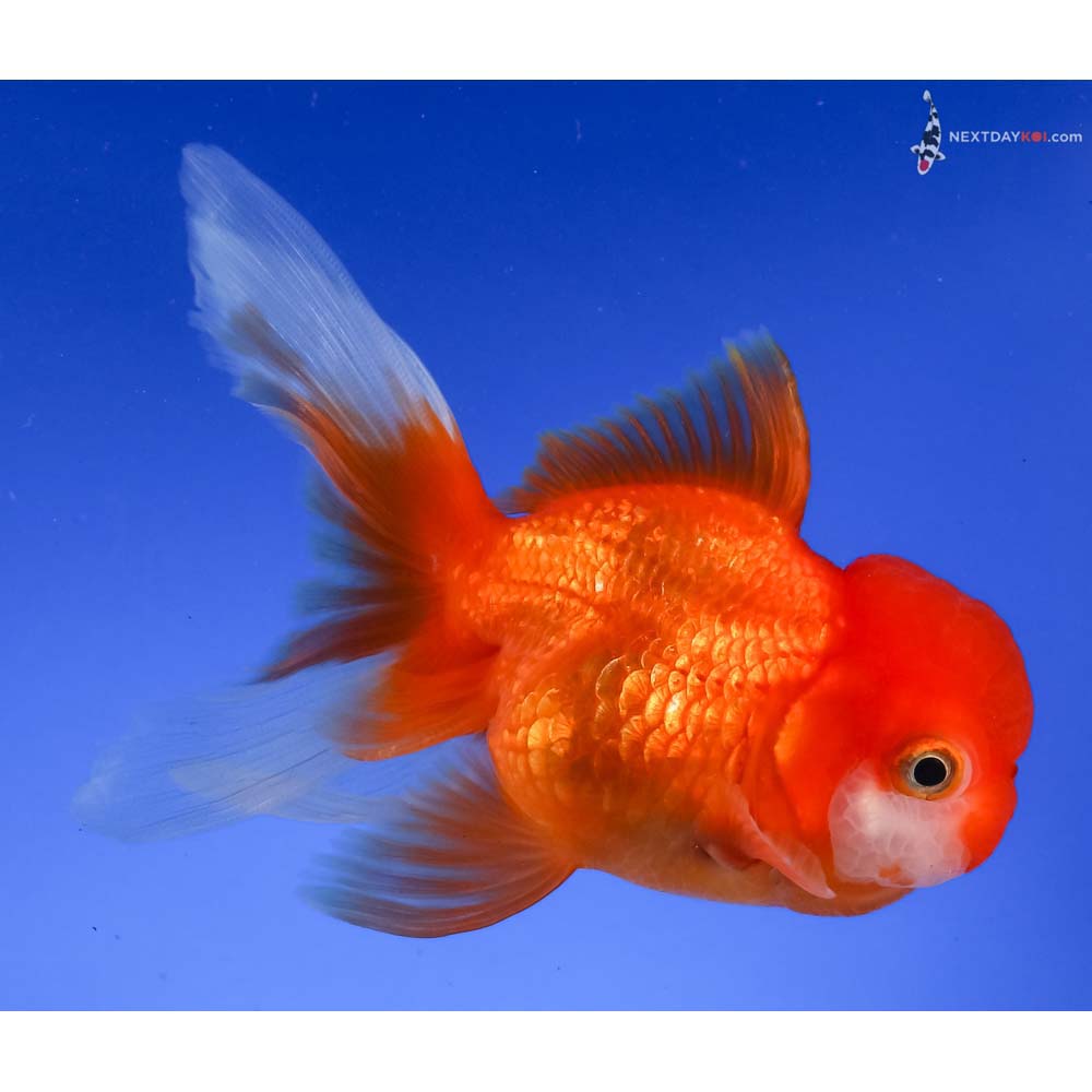 4.5” Imported Red and White Oranda