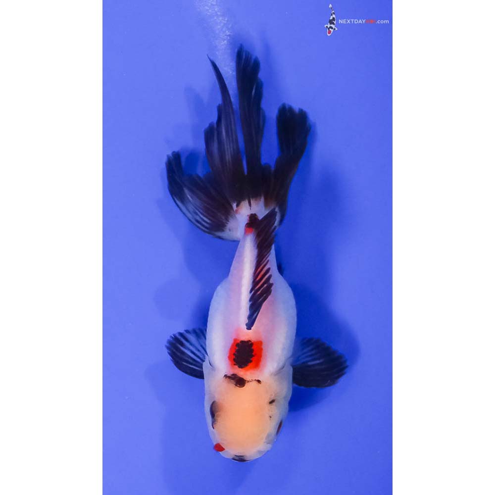 4.5” Imported Tri Color Oranda