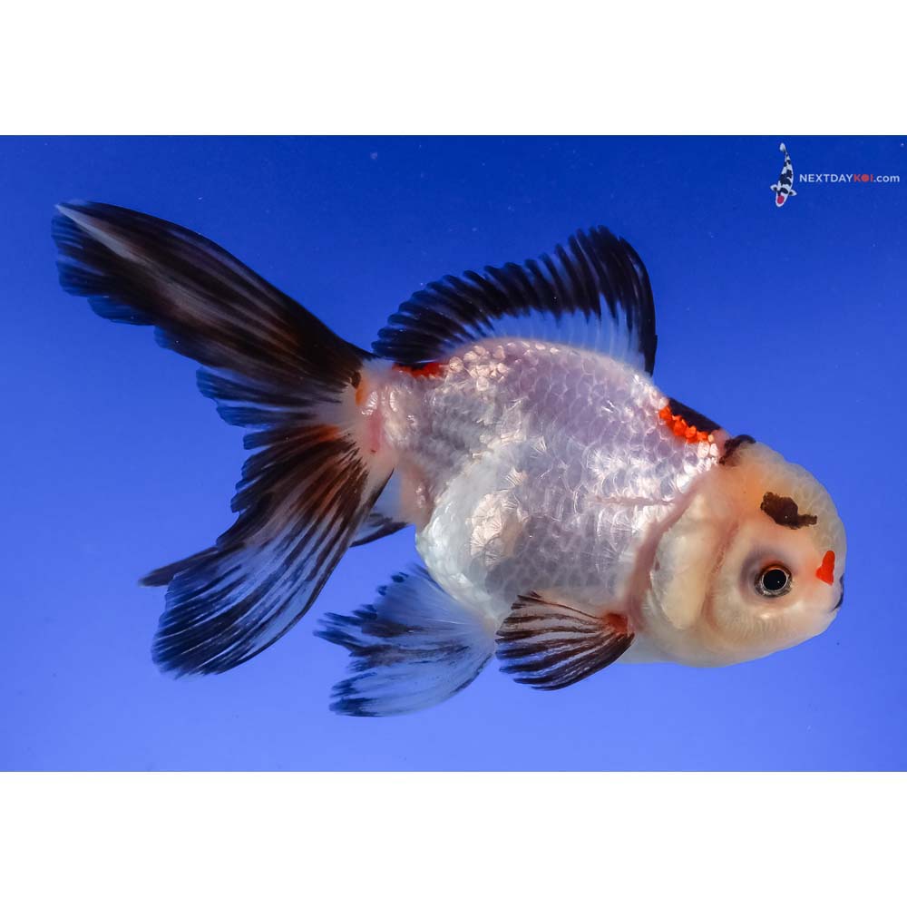 4.5” Imported Tri Color Oranda