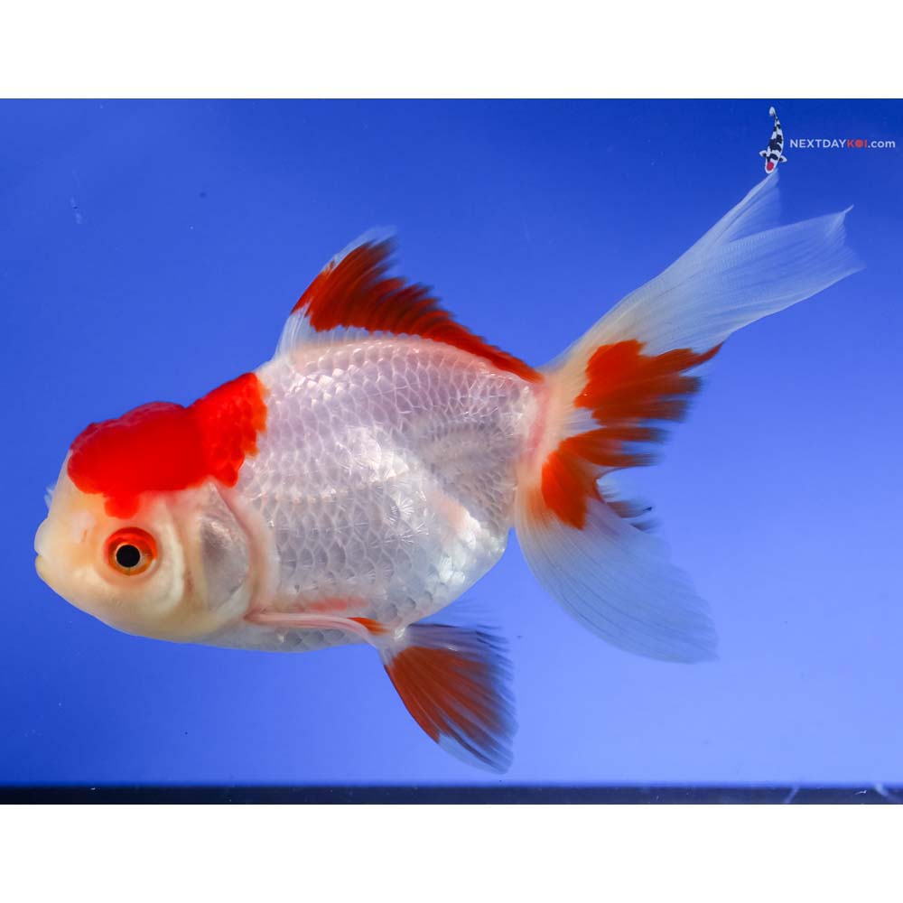 5” Imported Red and White Oranda