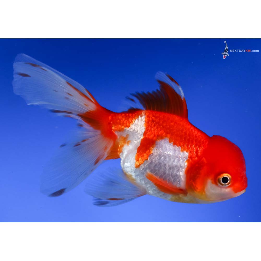 5” Imported Red and White Oranda