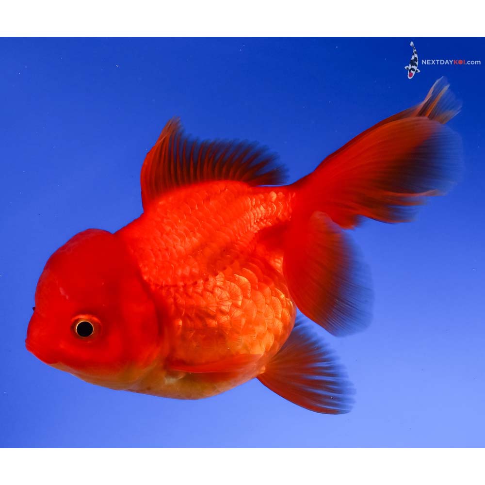 5” Imported Red Oranda
