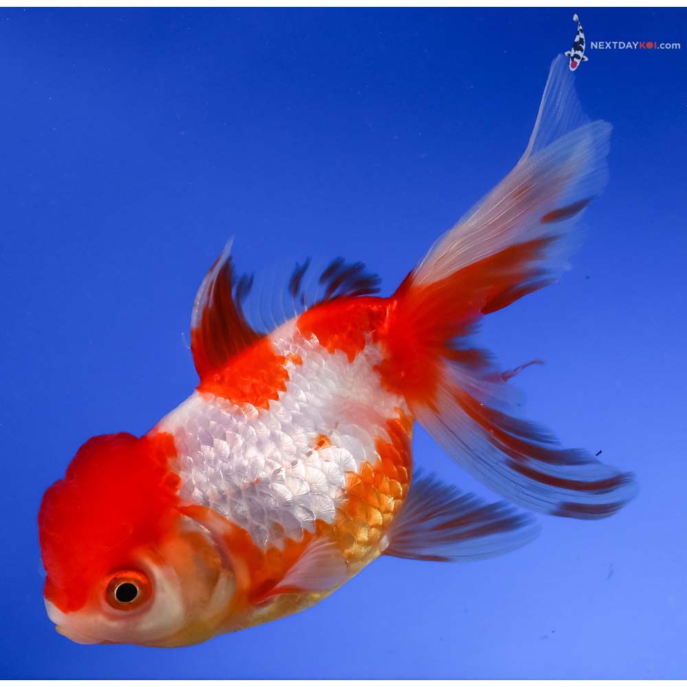 5” Imported Red and White Oranda