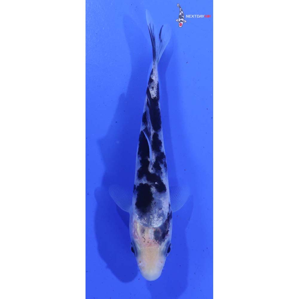 3.5” Imported Shiro Bekko