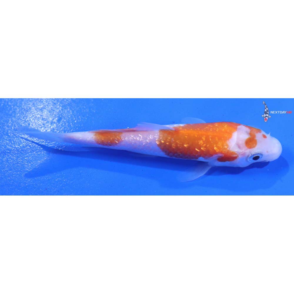 3.5” Imported Gin Rin Kohaku