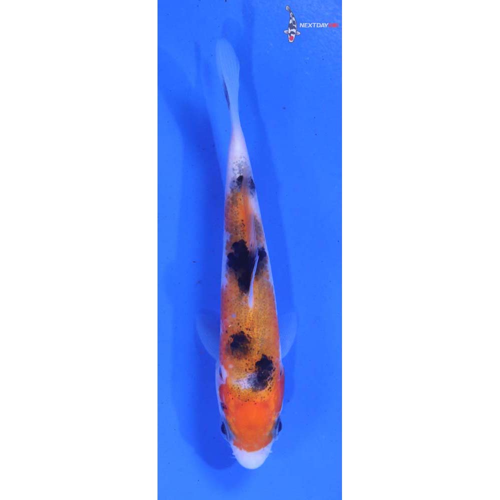 3.5” Imported Sanke
