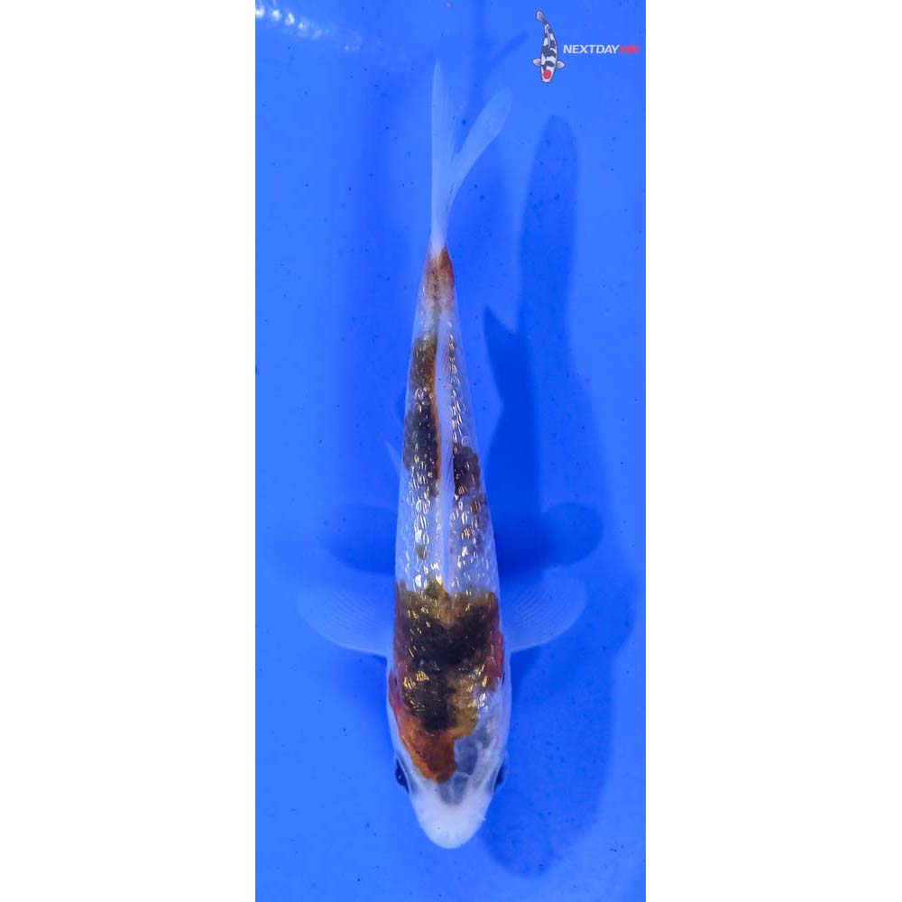 3.5” Imported Gin Rin Goromo