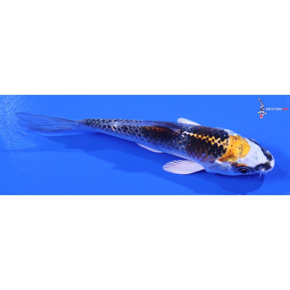 4” Imported Kujaku