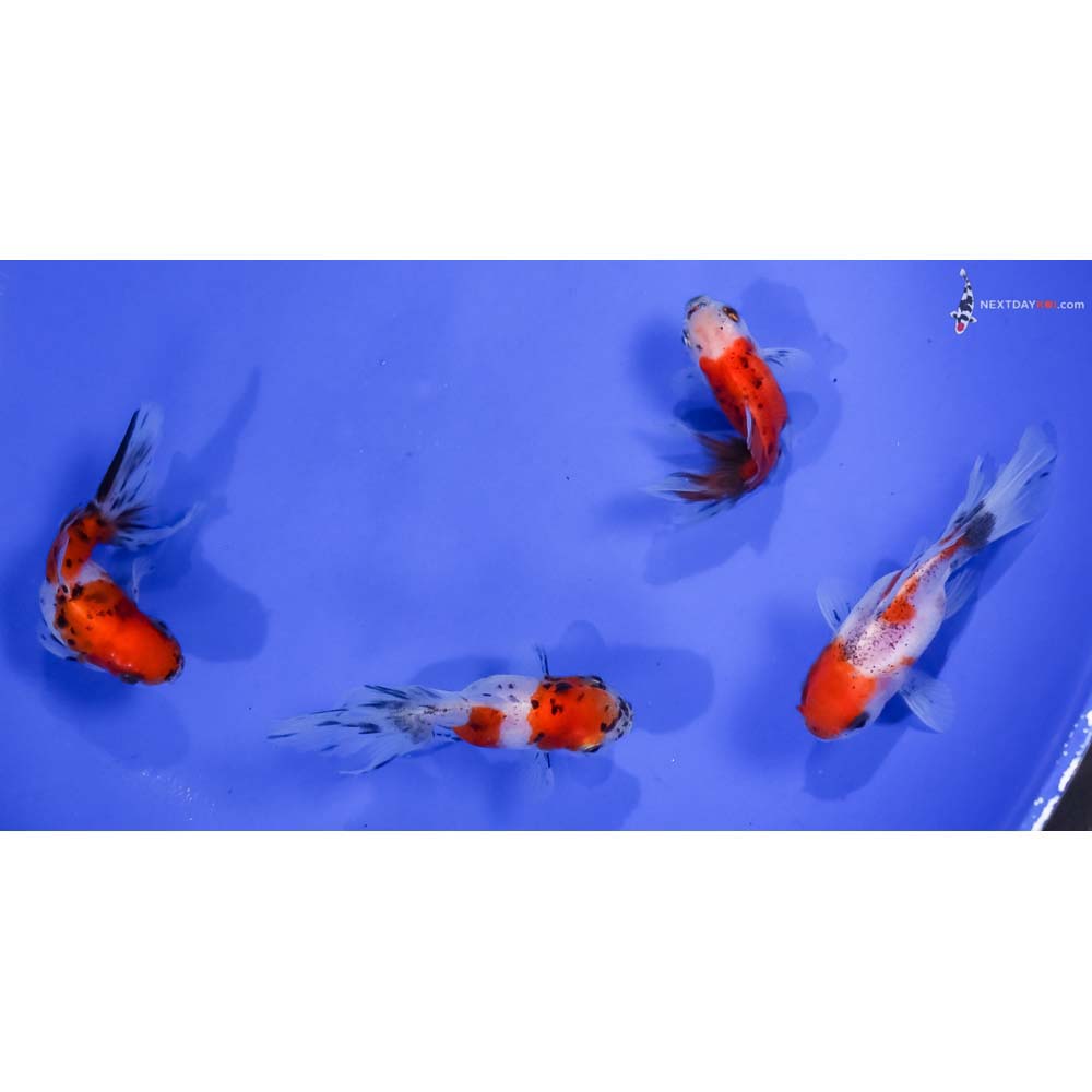 Lot of (4) 2-3” Imported Calico Oranda