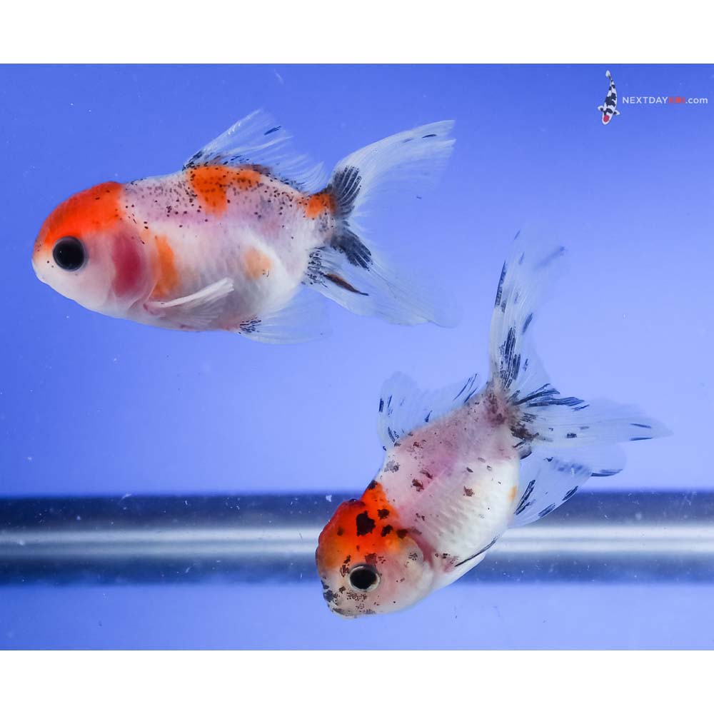 Lot of (4) 2-3” Imported Calico Oranda