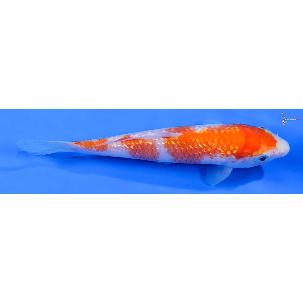 5” Imported Gin Rin Kohaku