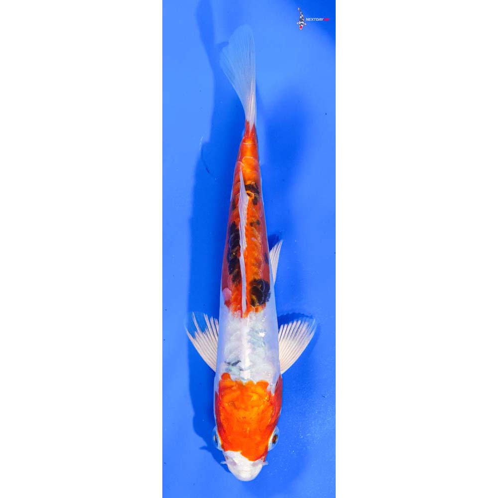 6.5” Imported Heisei Nishiki