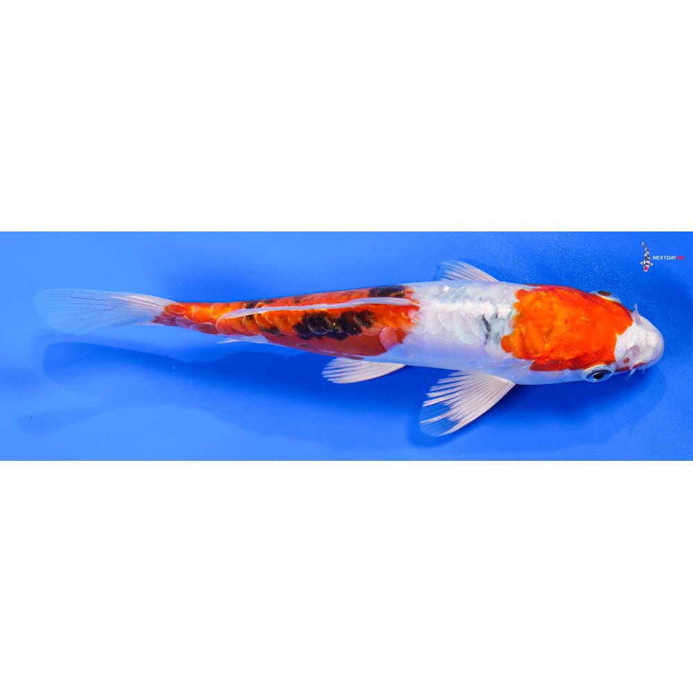 6.5” Imported Heisei Nishiki
