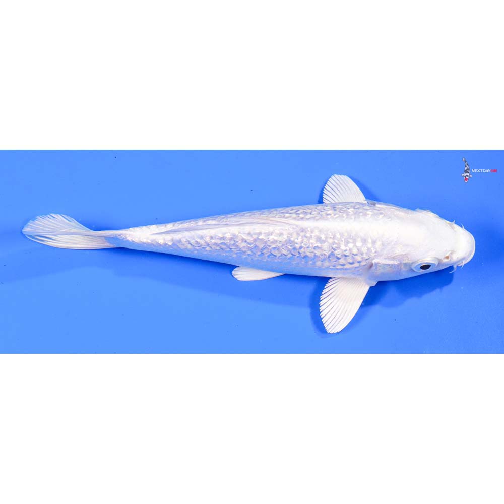 7” Imported Gin Rin Platinum Ogon