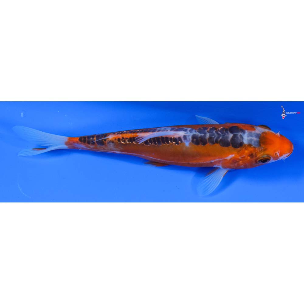 6.5” Imported Hana Shusui