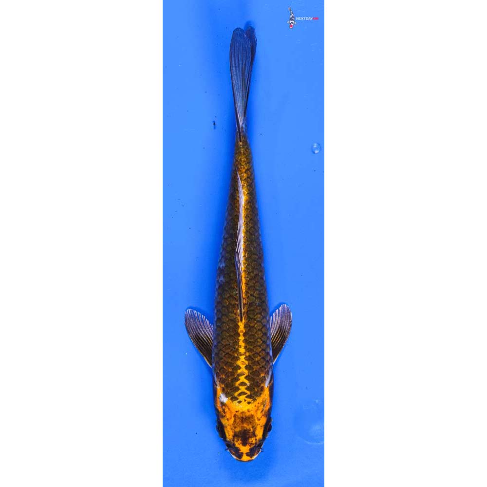 6.5” Imported Kujaku