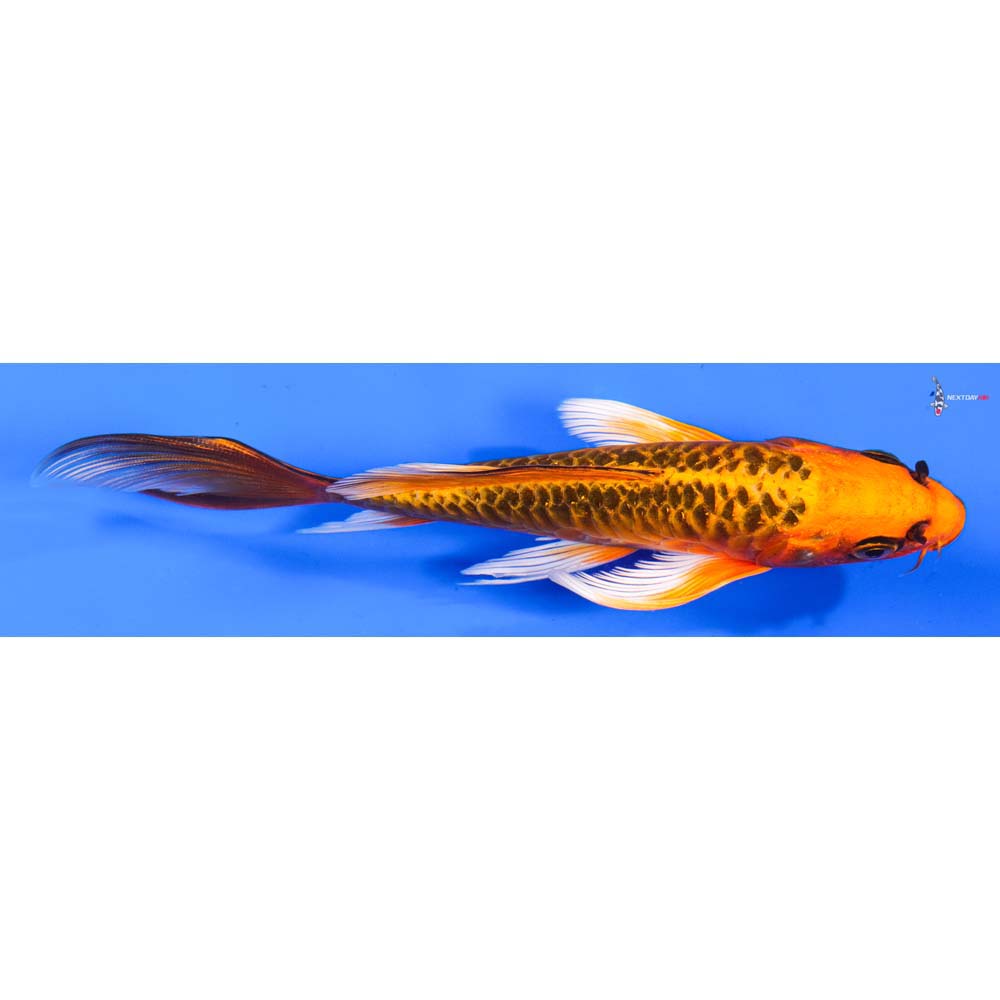 6” Imported Armor Scaled Orenji Matsuba Butterfly Koi