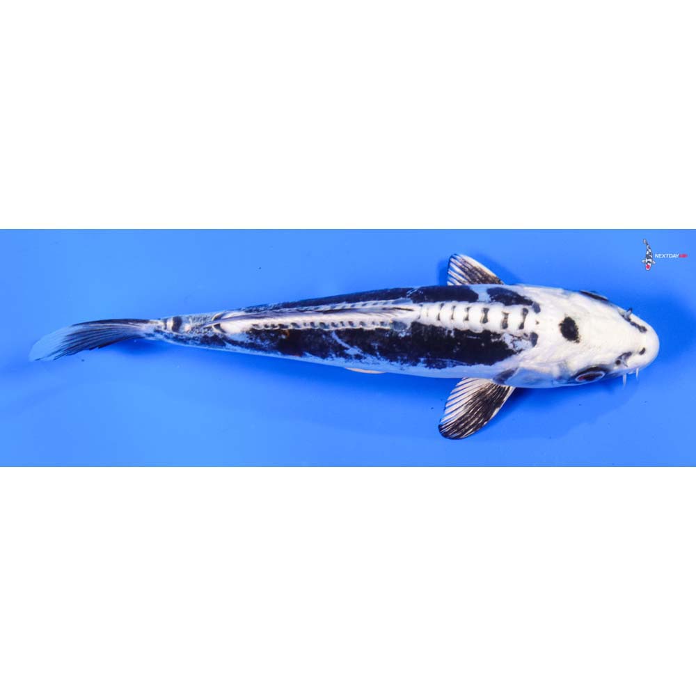 7.5” Imported Kikokuryu