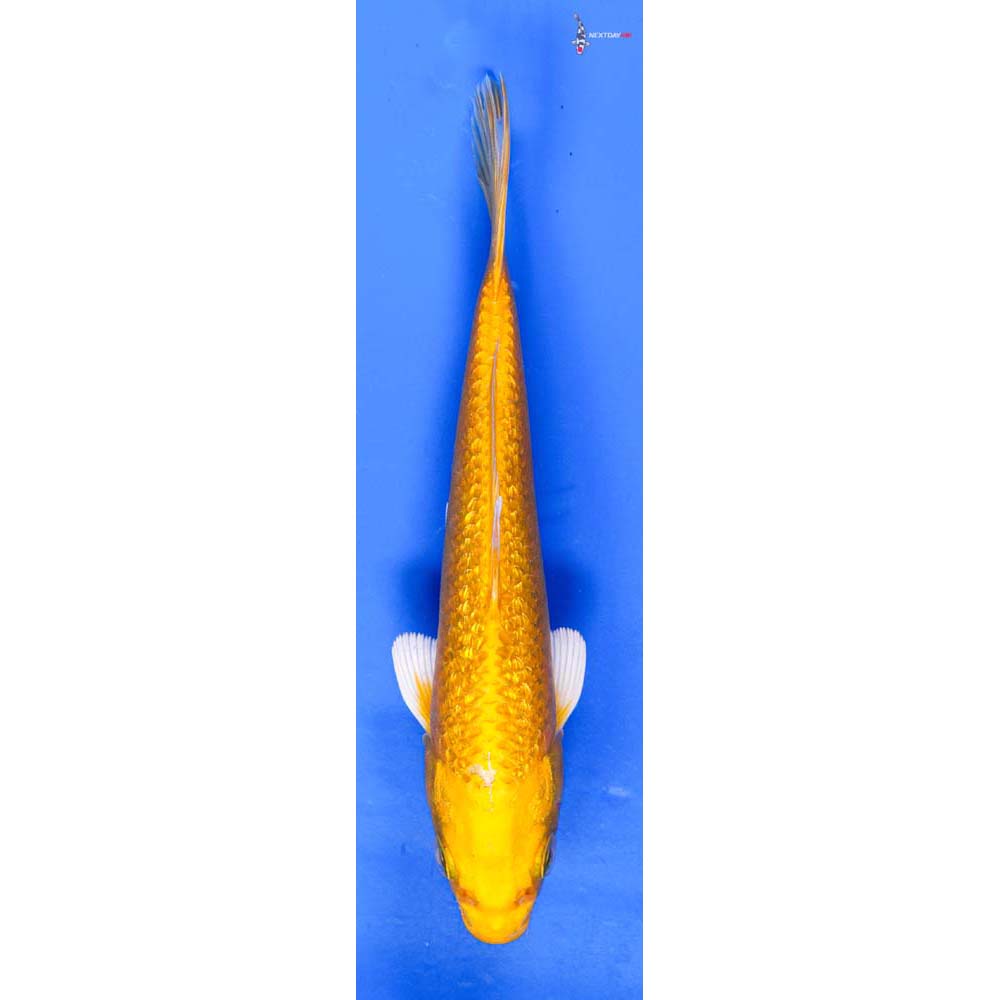 5.5” Imported Gin Rin Yamabuki Ogon
