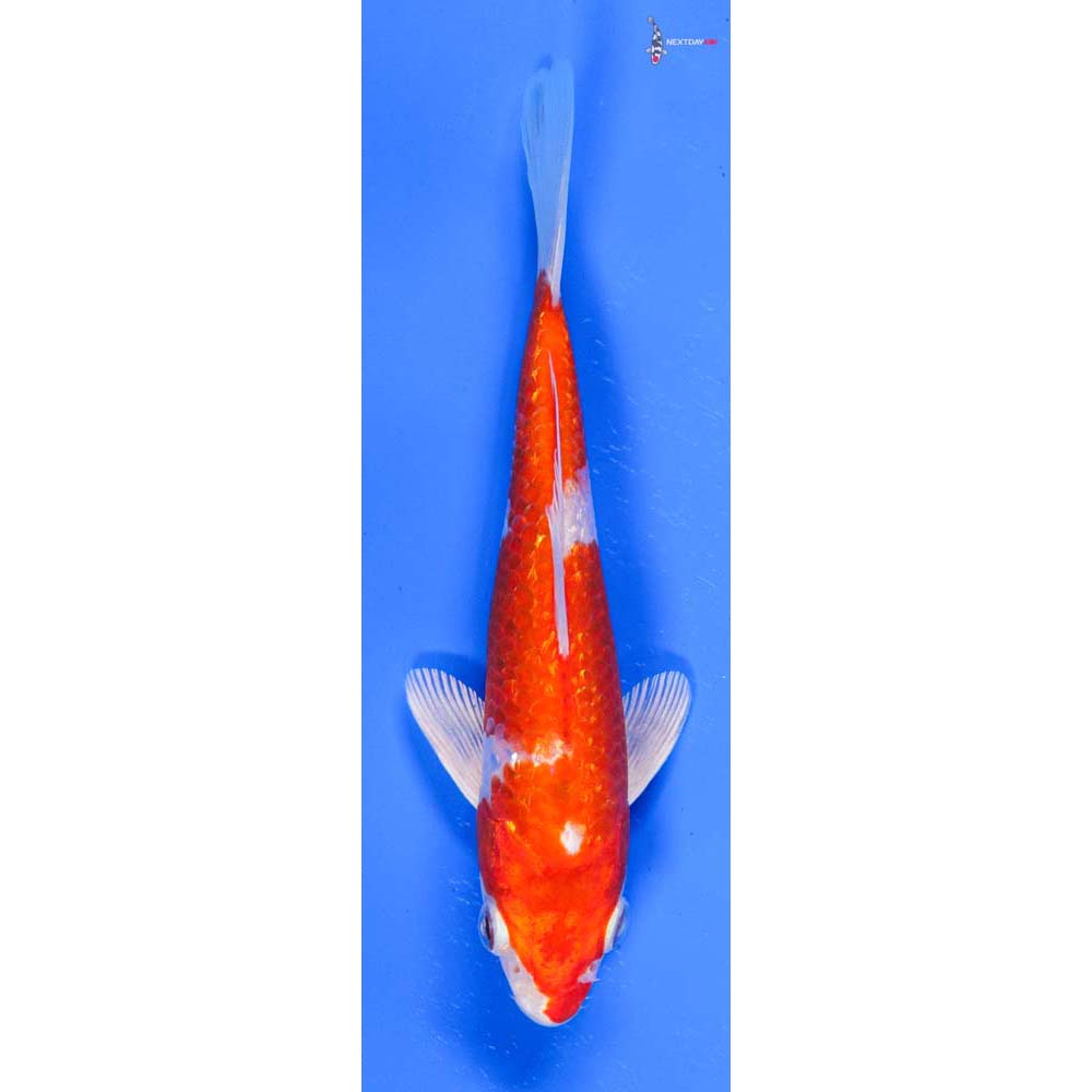 6” Imported Gin Rin Hariwake